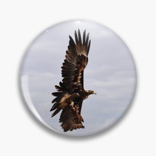 Item preview, wedge-tailed eagle or bunjil (Aquila audax) Australia designed and sold by Schoensl.
