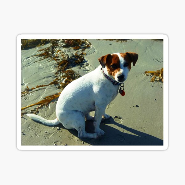 *Ruby - Jack Russell Terrier youngster - Port Fairy Beach* Sticker