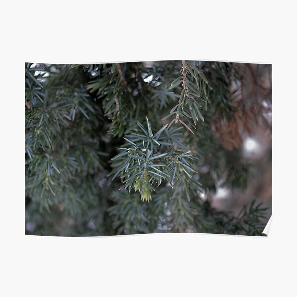Juniper branch photo Poster