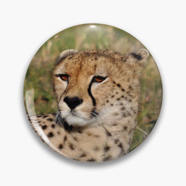Item preview, cheetah Acinonyx jubatus portrait cat Africa designed and sold by Schoensl.