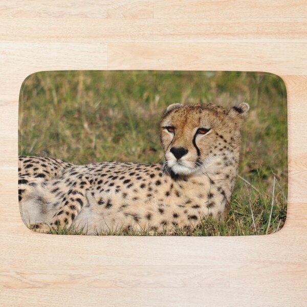 Item preview, cheetah Acinonyx jubatus portrait cat Africa designed and sold by Schoensl.