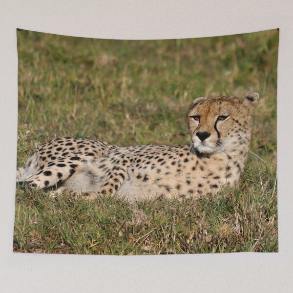 Item preview, cheetah Acinonyx jubatus portrait cat Africa designed and sold by Schoensl.