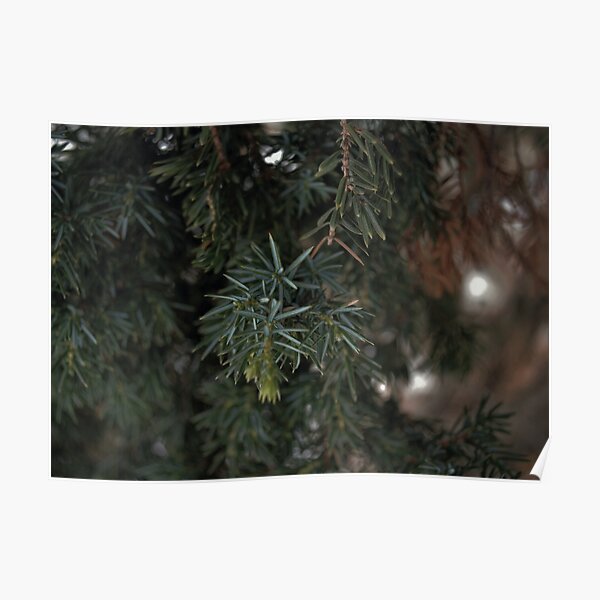 Juniper branch photo Poster