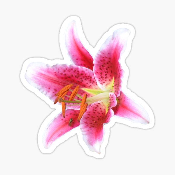Stargazer lily single flower with mason bee Sticker