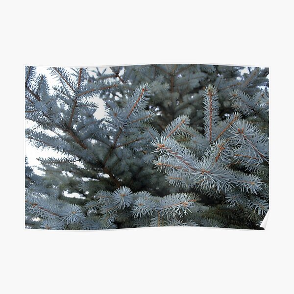 Spruce branch photo Poster