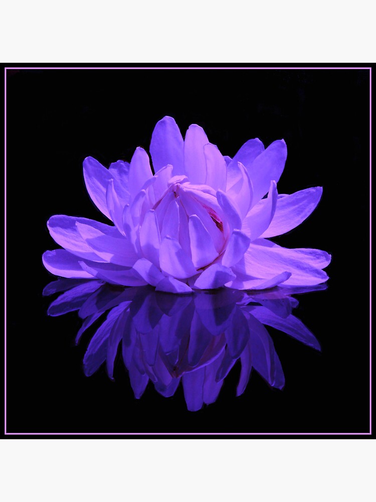 amazon waterlily ~ on black by rogersmith