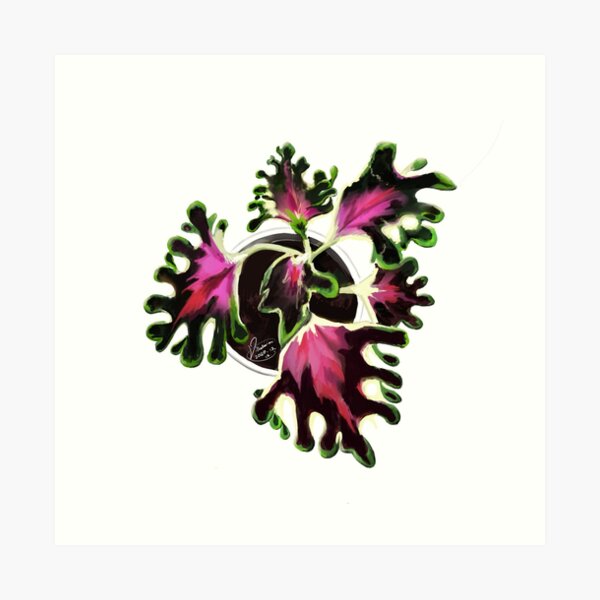 Cool as a Coleus #2 Art Print