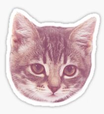 Cute Kitten Sticker