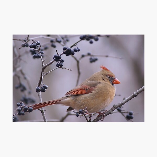 Aperçu de l'œuvre Cardinal rouge femelle créée et vendue par cherylorraine.