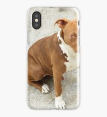 Pit Bull iPhone Case/Skin