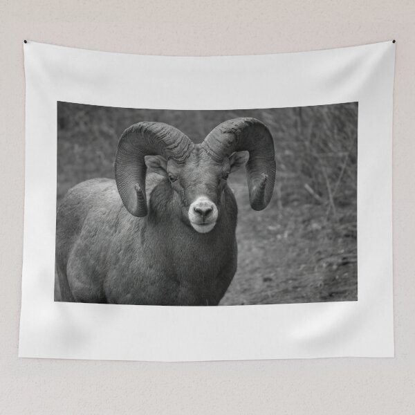 Item preview, Ram Close in grey designed and sold by James (820Photography) Anderson.