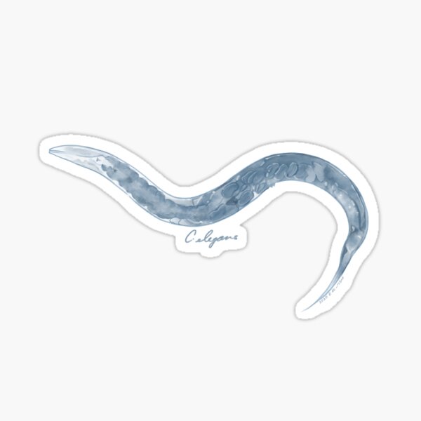C. elegans (Model Organism Series) Sticker