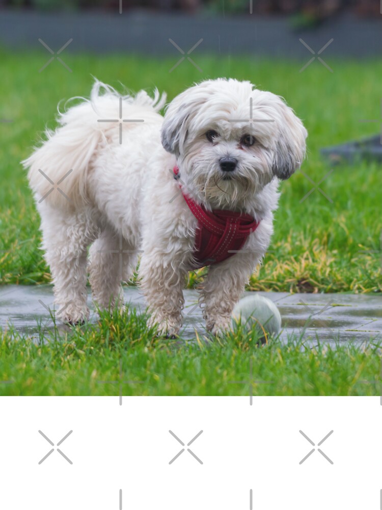 Maltese Dog Shih tzu mix in red harness playing fetch with tennis ball in the rain Kids T Shirt