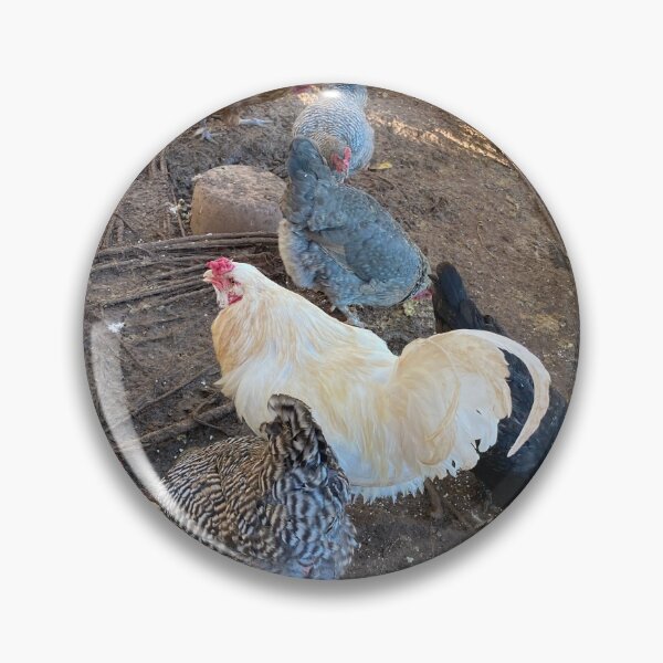Item preview, Are Chickens considered Pets? designed and sold by Taleta Hollis.