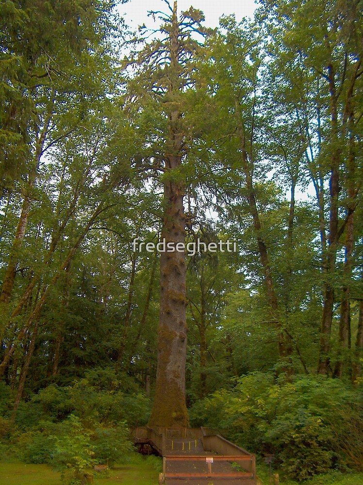 "Tallest Sitka Spruce Tree Oregon" by Fred Seghetti Redbubble