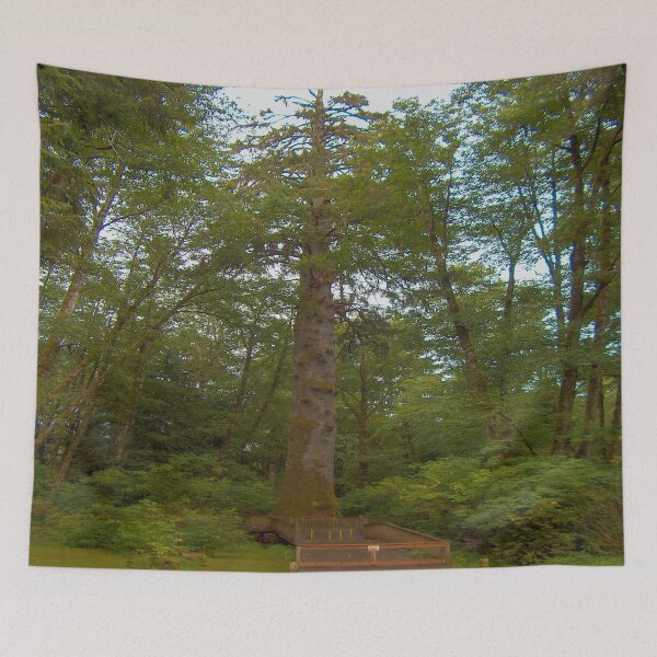 Item preview, Tallest Sitka Spruce Tree Oregon designed and sold by fredseghetti.