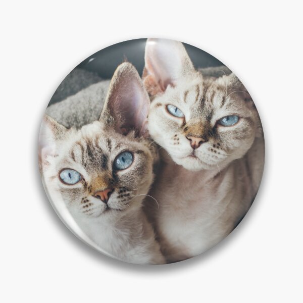 Item preview, Two cute Devon Rex kittens laying down together designed and sold by igvee.