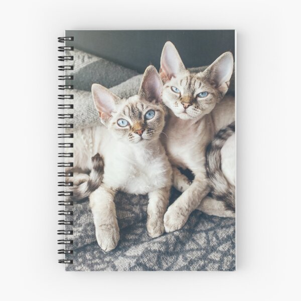 Item preview, Two cute Devon Rex kittens laying down together designed and sold by igvee.