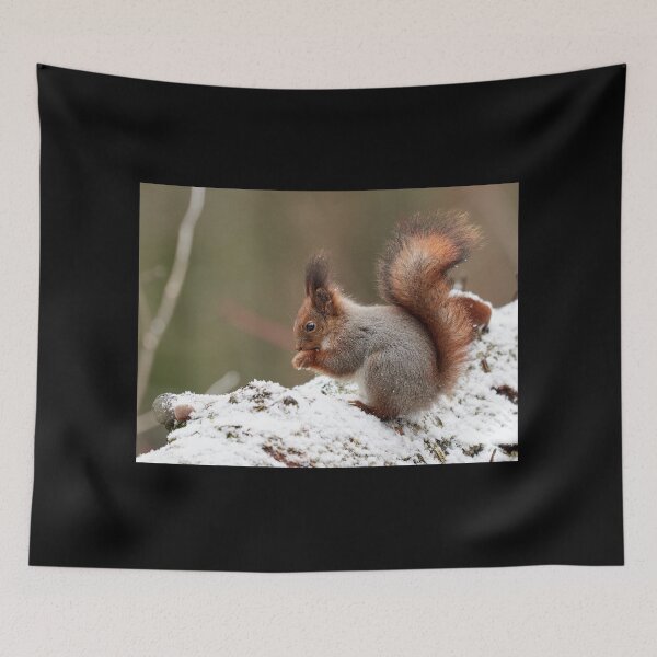 Item preview, Make Your prayes. Eurasian red squirrel designed and sold by Jouko Lehto Photography.