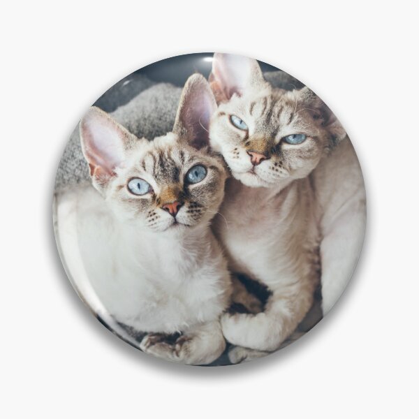 Item preview, Two Devon Rex cats sleeping together on soft blanket  designed and sold by igvee.