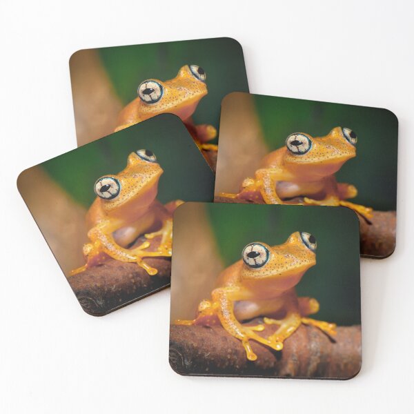 Item preview, Madagascar Bright-eyed Frog designed and sold by ReptileAmphibia.