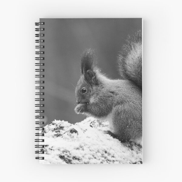 Artikelvorschau, Eurasisches Eichhörnchen, Finnland, Jouko Lehto, Kuva-Lehto, Kuvalehto, Lehtokukka-Fotografie, Sciurus vulgaris, Suomi, Vogel, Lintu, Oraava, Punaorava, Talvi, Winter entworfen und verkauft von Jouko Lehto Photography.