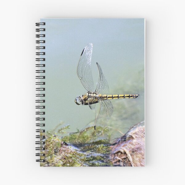 Item preview, 2582/  7  Libellules-Dragonflies " un Vol de Qualité "  finition 2020 par Okaio Créations - Olavia&Olao  designed and sold by o.okaïo.