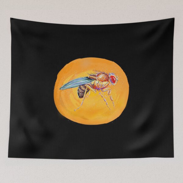 Item preview, Fruit fly (Drosophila melanogaster) designed and sold by thebugladies.
