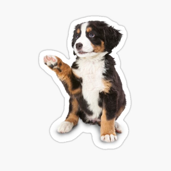 Item preview, Bernese Mountain Dog Cute Face designed and sold by Snow Designer.