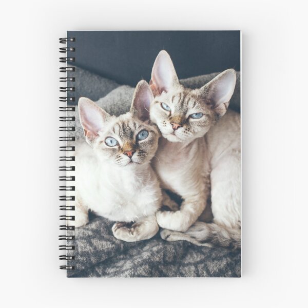 Item preview, Two Devon Rex cats sleeping together on soft blanket  designed and sold by igvee.