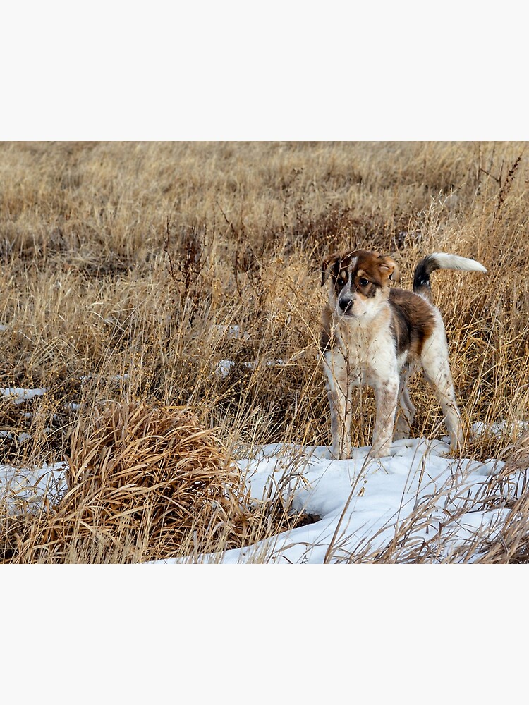 Thumbnail 3 of 3, Canvas Print, Puppy Motivation designed and sold by darren-j-mcleod.