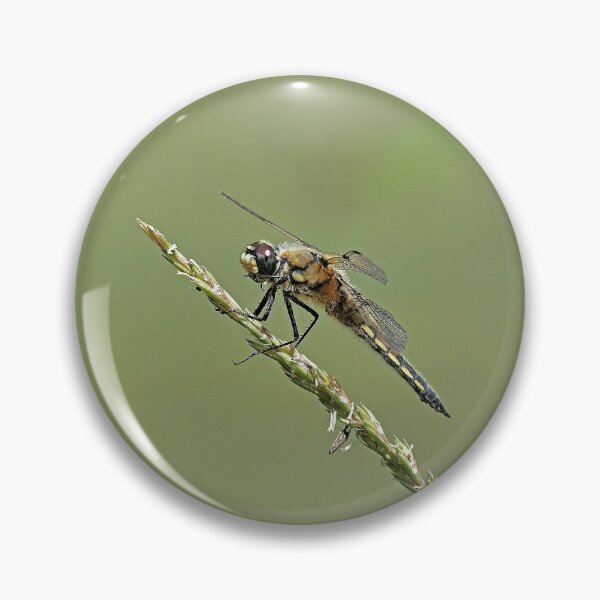 Item preview, 2583/  8  Libellules-Dragonflies " Un Corps en Velours doux ! "  finition 2020 par Okaio Créations - Olavia&Olao  designed and sold by o.okaïo.