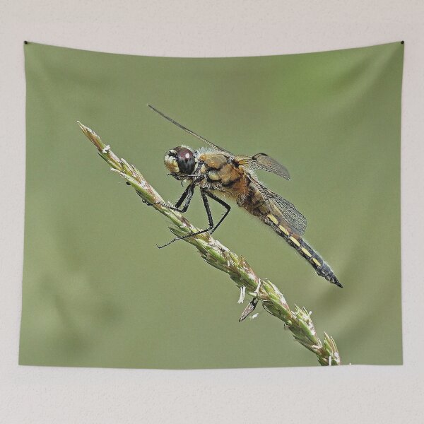 Item preview, 2583/  8  Libellules-Dragonflies " Un Corps en Velours doux ! "  finition 2020 par Okaio Créations - Olavia&Olao  designed and sold by o.okaïo.