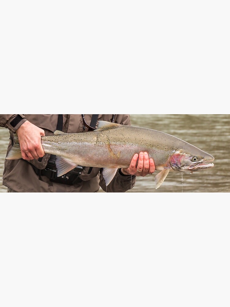 Fresh run skeena male spring steelhead trout with a predator scar Poster  for Sale by SnapTPhotograph