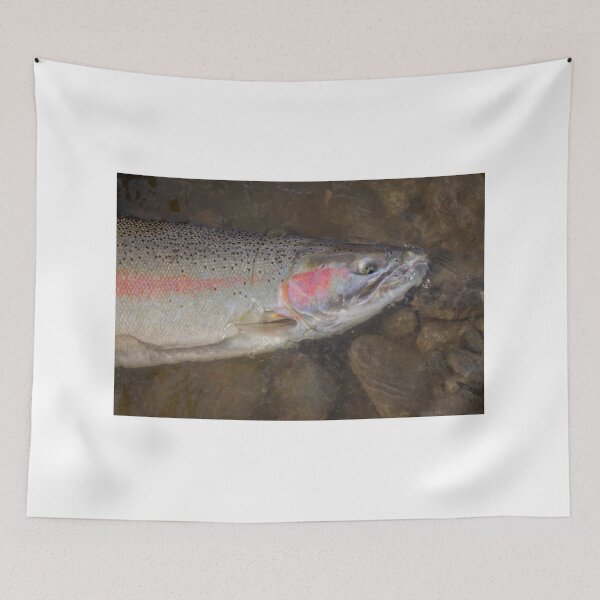 Item preview, Close up pink head of a male steelhead trout, in the water designed and sold by SnapTPhotograph.