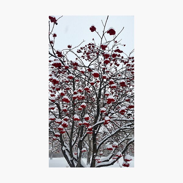 Item preview, Red Berries designed and sold by David Longpre.