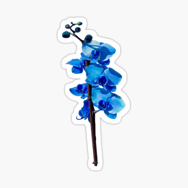 Orchid Sticker