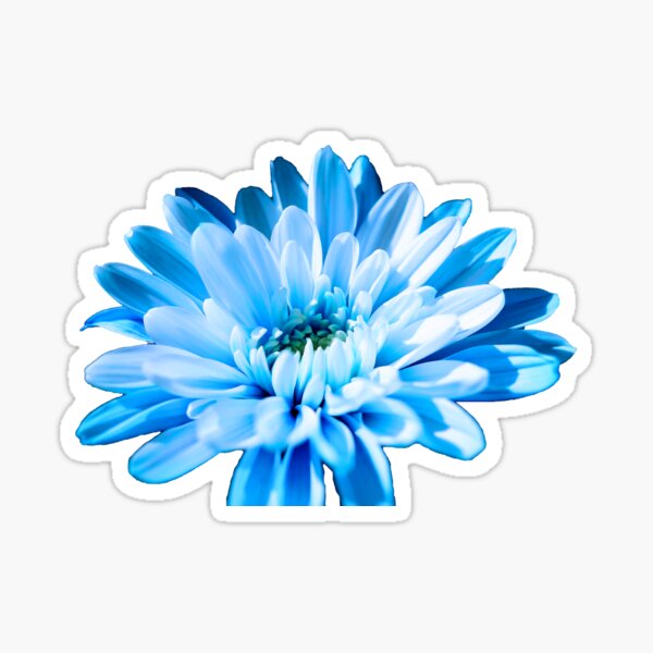 Blue Chrysanthemum Sticker