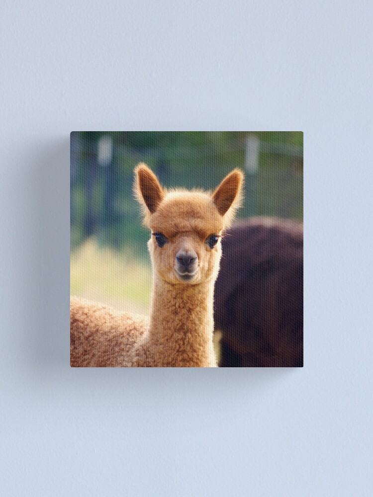 Baby Alpaca shops Printed Canvas