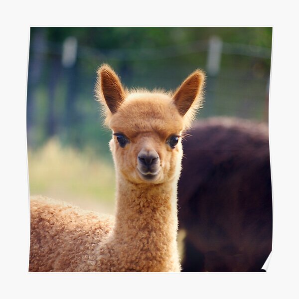 Cute Baby Alpaca Poster By Karendgal Redbubble