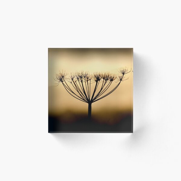 Branch-out Acrylic Block