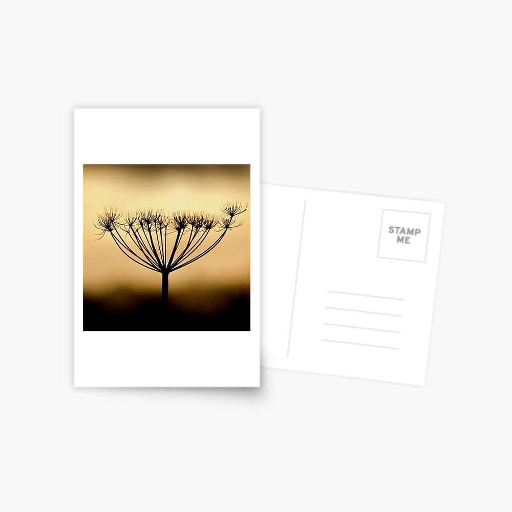 Item preview, Postcard designed and sold by McBay.