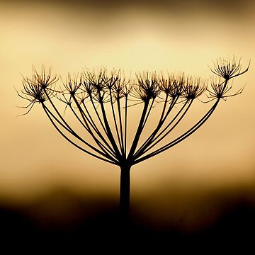 Artwork thumbnail, Branch-out by McBay