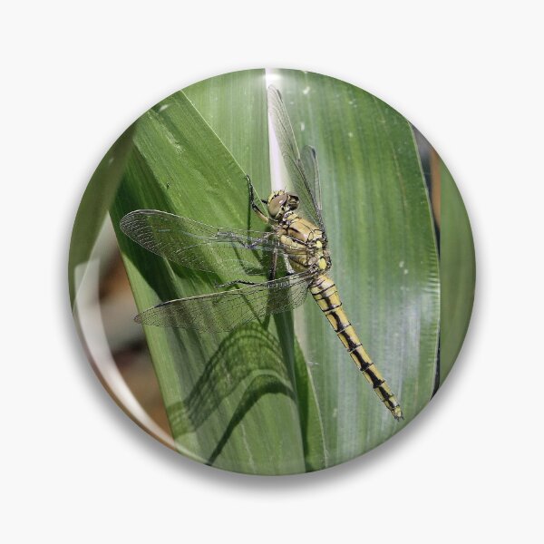 Item preview, 2584/  9  Libellules-Dragonflies " Un Repos Ton sur Ton ! "  finition 2020 par Okaio Créations - Olavia&Olao  designed and sold by o.okaïo.