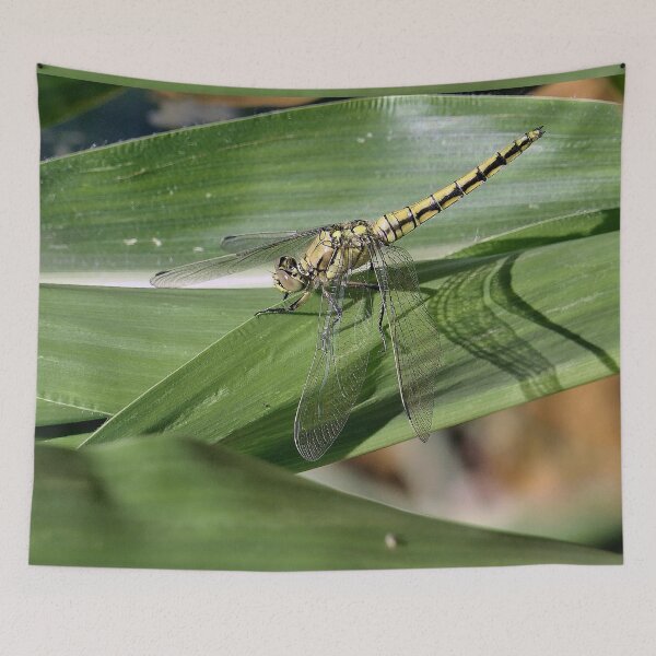 Item preview, 2584/  9  Libellules-Dragonflies " Un Repos Ton sur Ton ! "  finition 2020 par Okaio Créations - Olavia&Olao  designed and sold by o.okaïo.