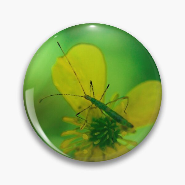 Aperçu de l'œuvre Bug de bâton de marche vert sur pétale de marguerite jaune créée et vendue par Robert Link.