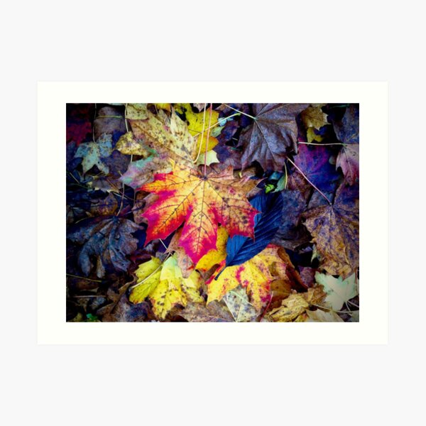 Autumnal Leaf Fall Art Print