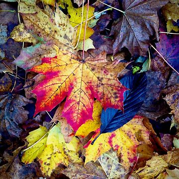 Artwork thumbnail, Autumnal Leaf Fall by McBay