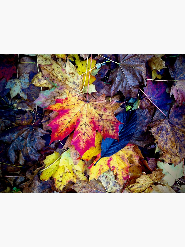 Thumbnail 3 of 3, Sticker, Autumnal Leaf Fall designed and sold by McBay.