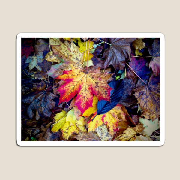 Autumnal Leaf Fall Magnet